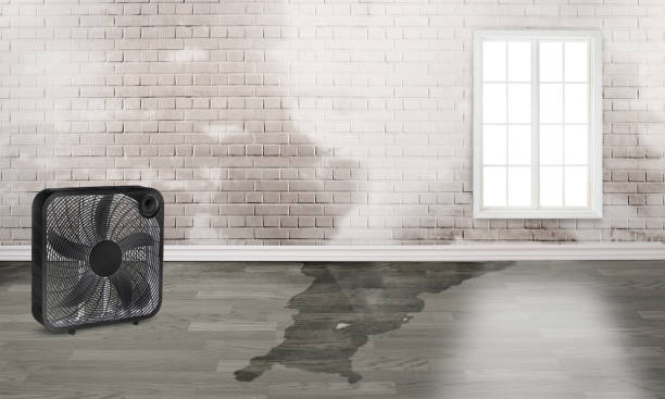 Best Sewage cleanup and water damage restoration  in Camn, DE